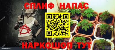 СК Кингисепп